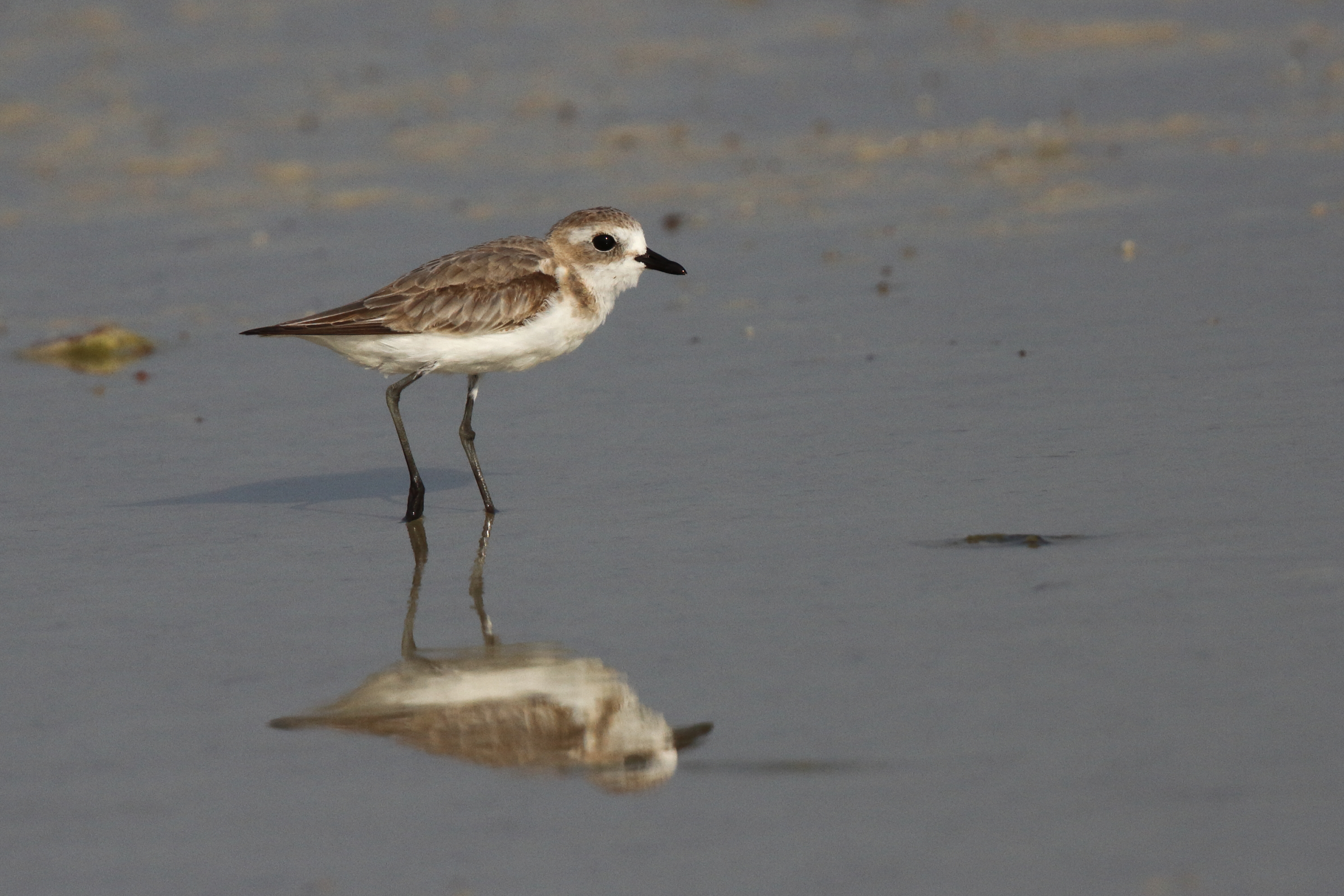 Lesser Sandplover. Qatar, 22 October 2012 © Neil G. Morris.