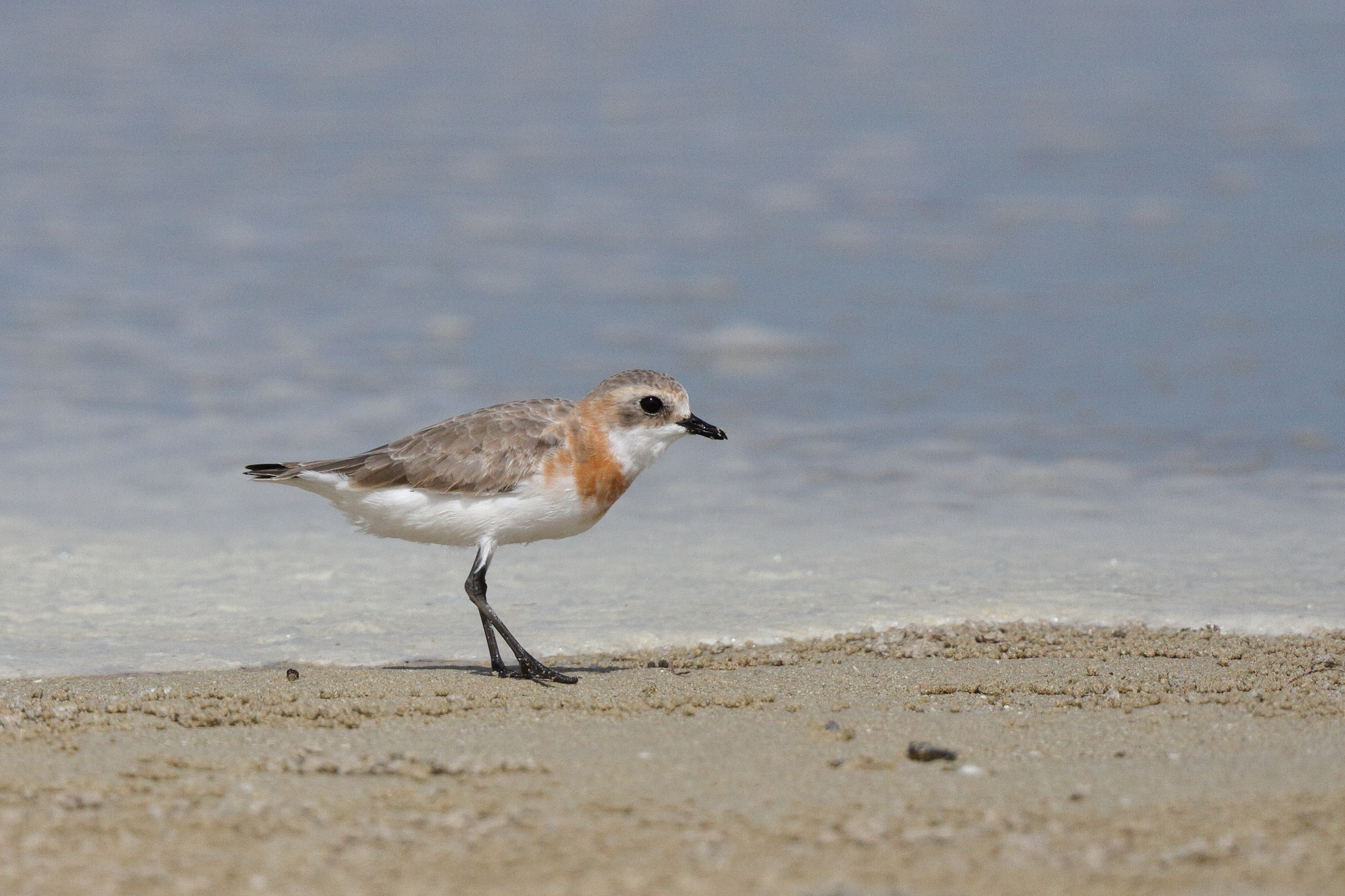 Lesser Sandplover. Qatar, 10 April 2013 © Neil G. Morris.