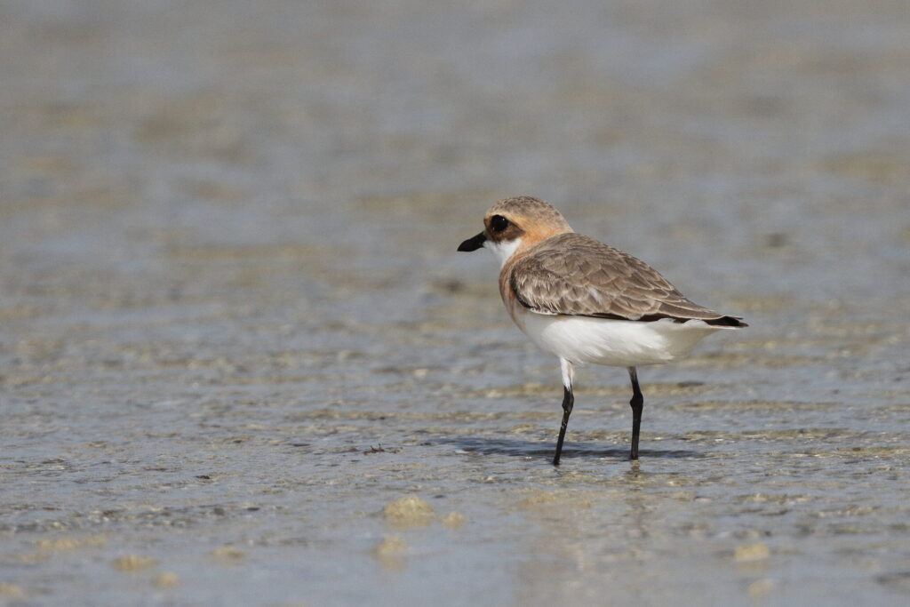 Lesser Sandplover. Qatar, 10 April 2013 © Neil G. Morris.