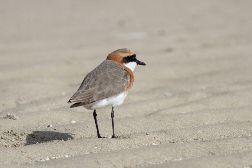 Lesser Sandplover. Qatar, 10 April 2013 © Neil G. Morris.