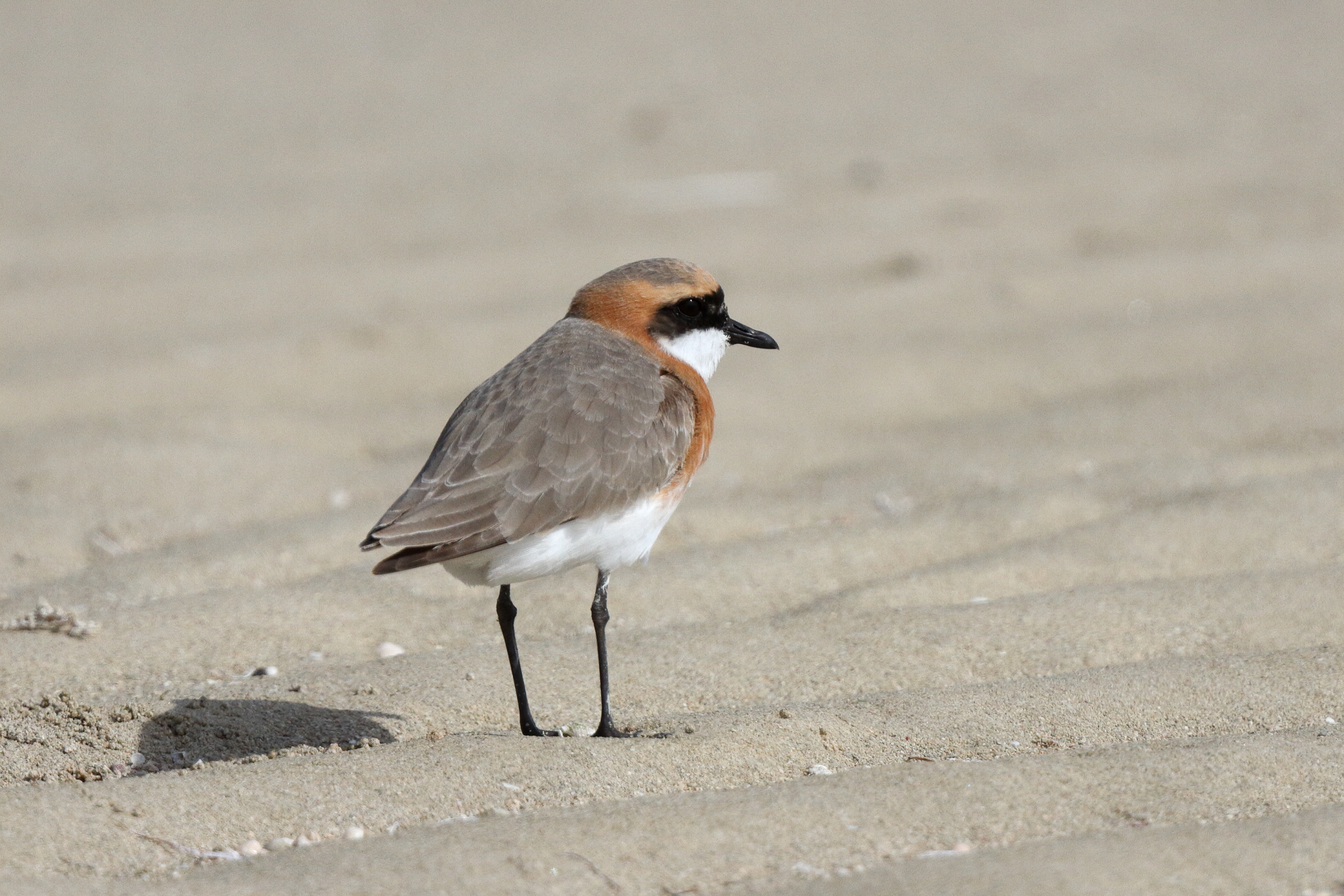 Lesser Sandplover. Qatar, 10 April 2013 © Neil G. Morris.