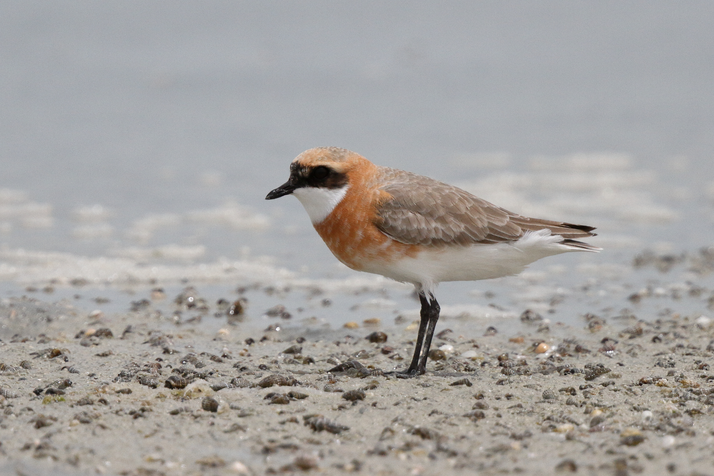 Lesser Sandplover. Qatar, 21 May 2013 © Neil G. Morris.