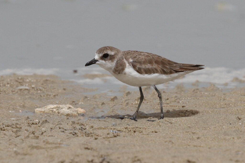 Lesser Sandplover. Qatar, 02 June 2013 © Neil G. Morris.