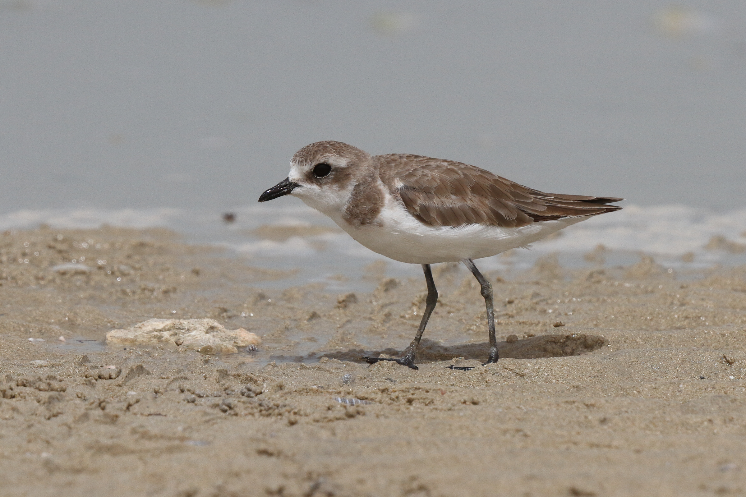 Lesser Sandplover. Qatar, 02 June 2013 © Neil G. Morris.