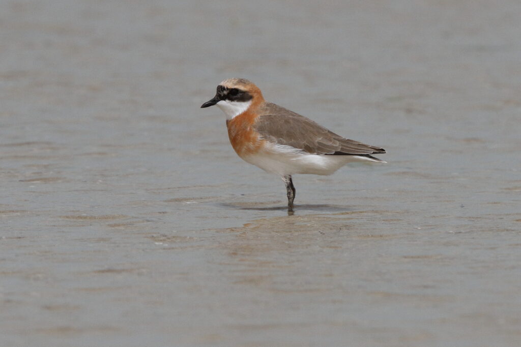 Lesser Sandplover. Qatar, 02 June 2013 © Neil G. Morris.