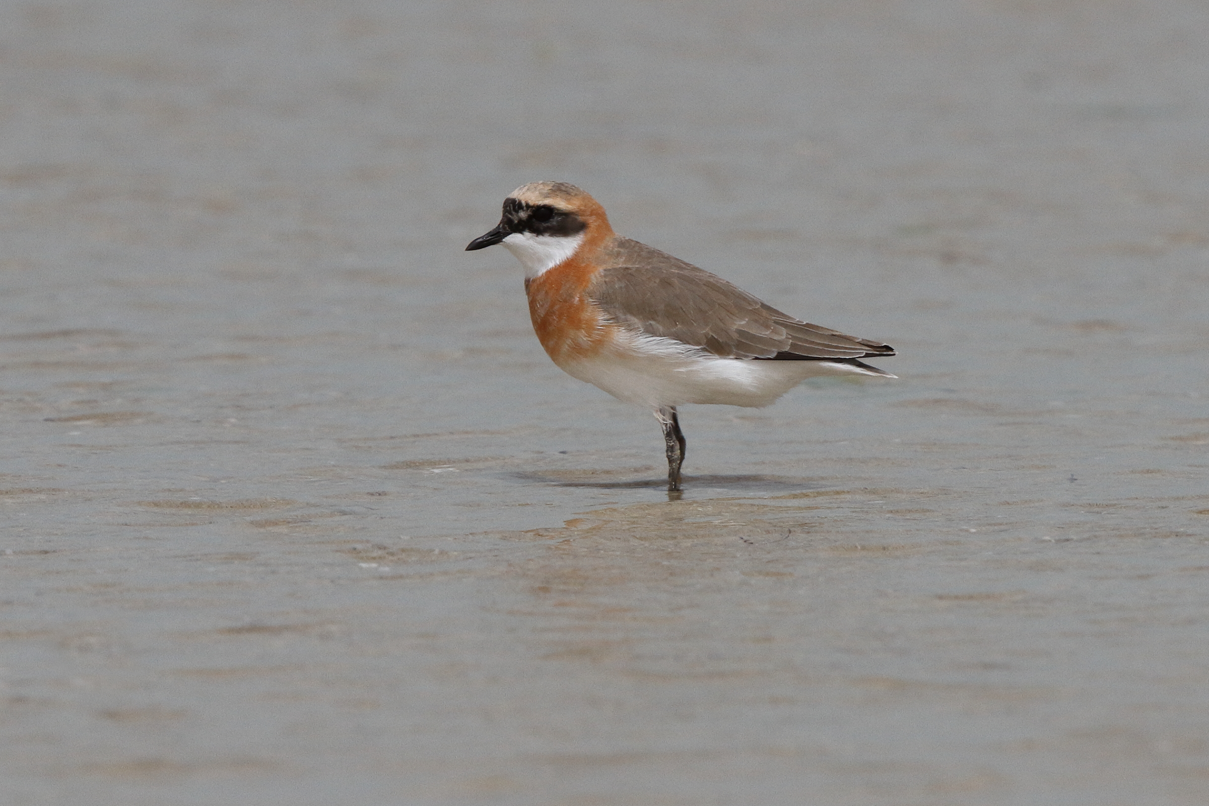 Lesser Sandplover. Qatar, 02 June 2013 © Neil G. Morris.