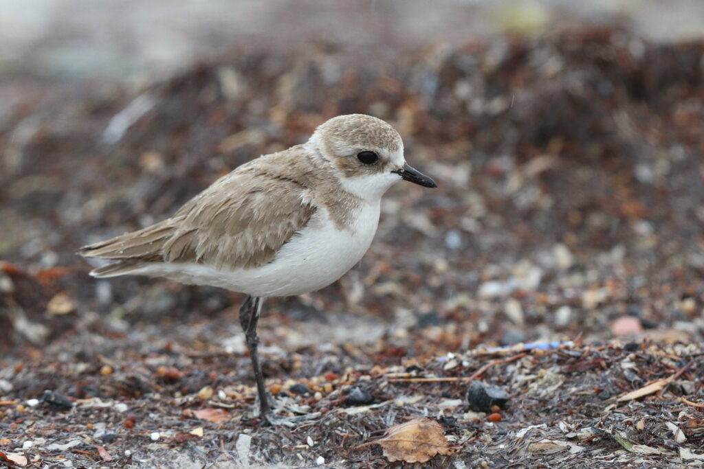 Lesser Sandplover. Qatar, 11 January 2014 © Neil G. Morris.