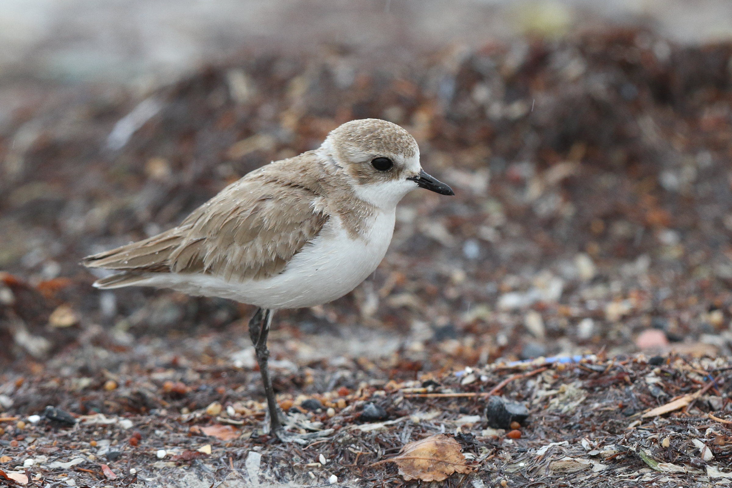 Lesser Sandplover. Qatar, 11 January 2014 © Neil G. Morris.