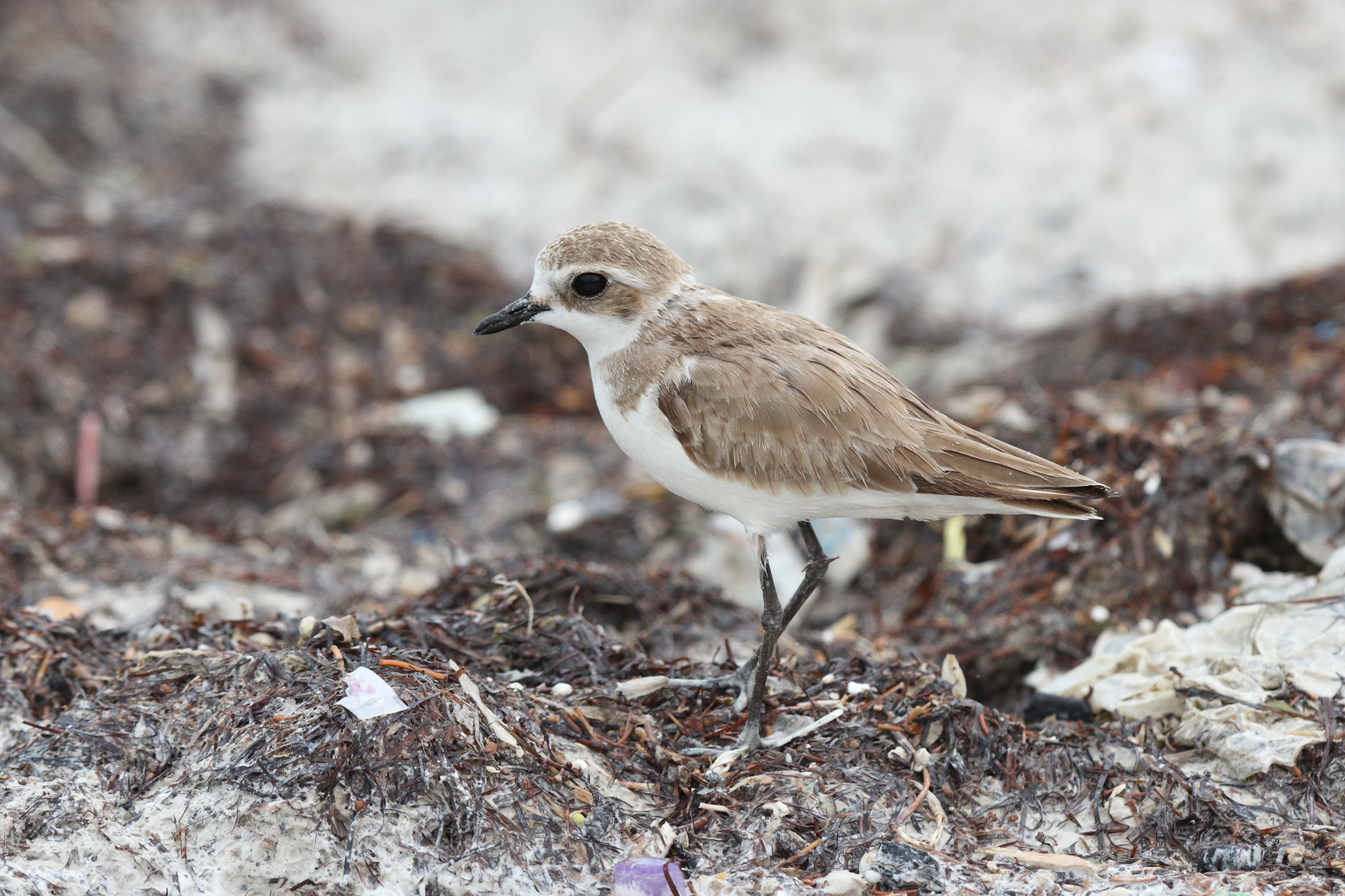 Lesser Sandplover. Qatar, 11 January 2014 © Neil G. Morris.