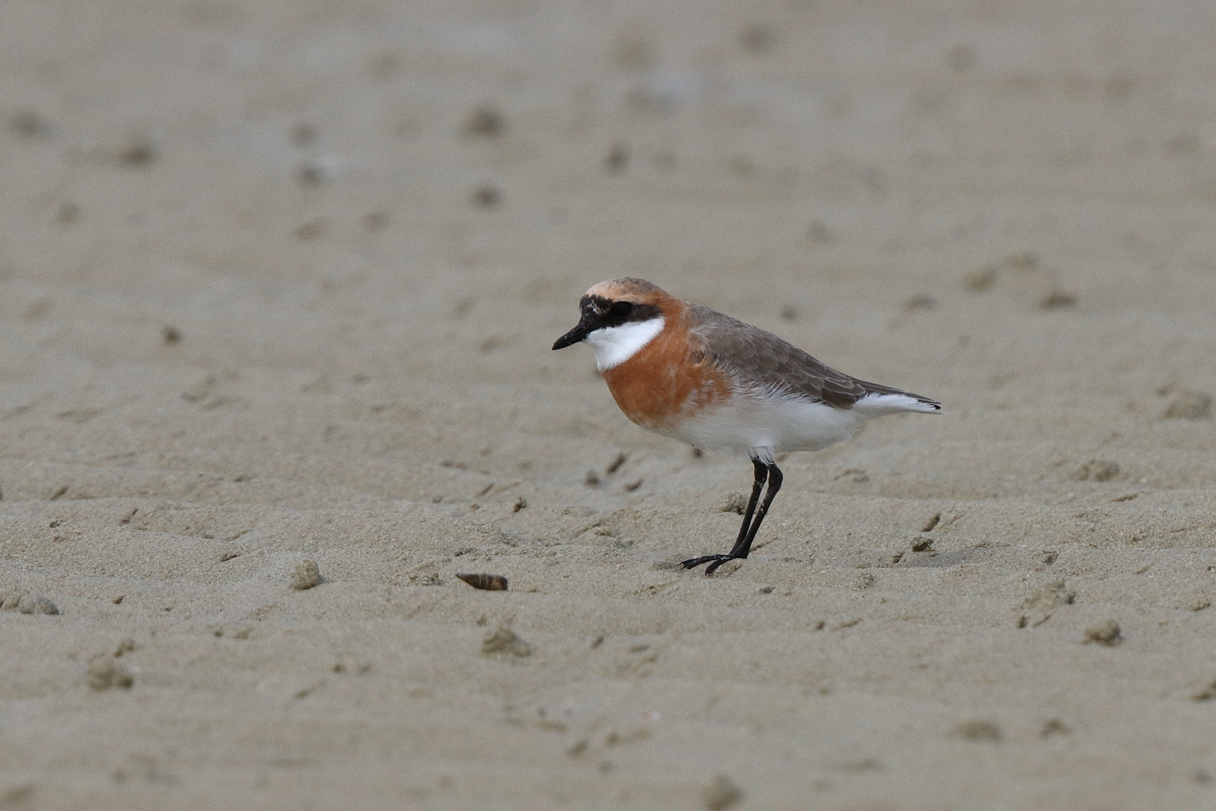 Lesser Sandplover. Qatar, 30 April 2014 © Neil G. Morris.