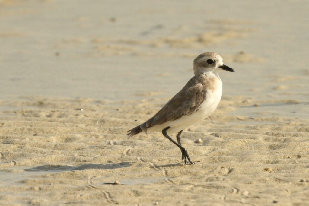 Lesser Sandplover. Qatar, 25 June 2014 © Neil G. Morris.