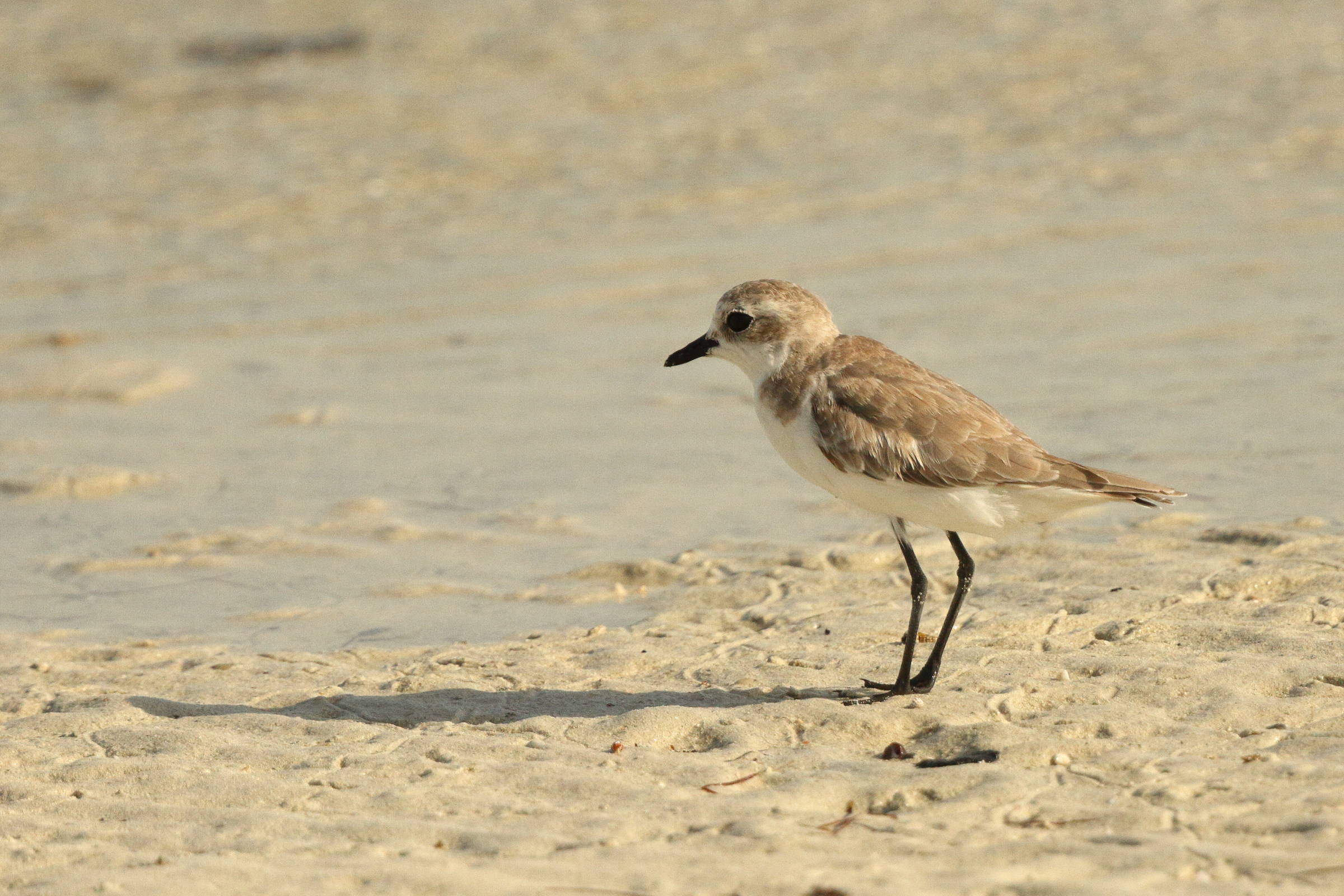 Lesser Sandplover. Qatar, 25 June 2014 © Neil G. Morris.