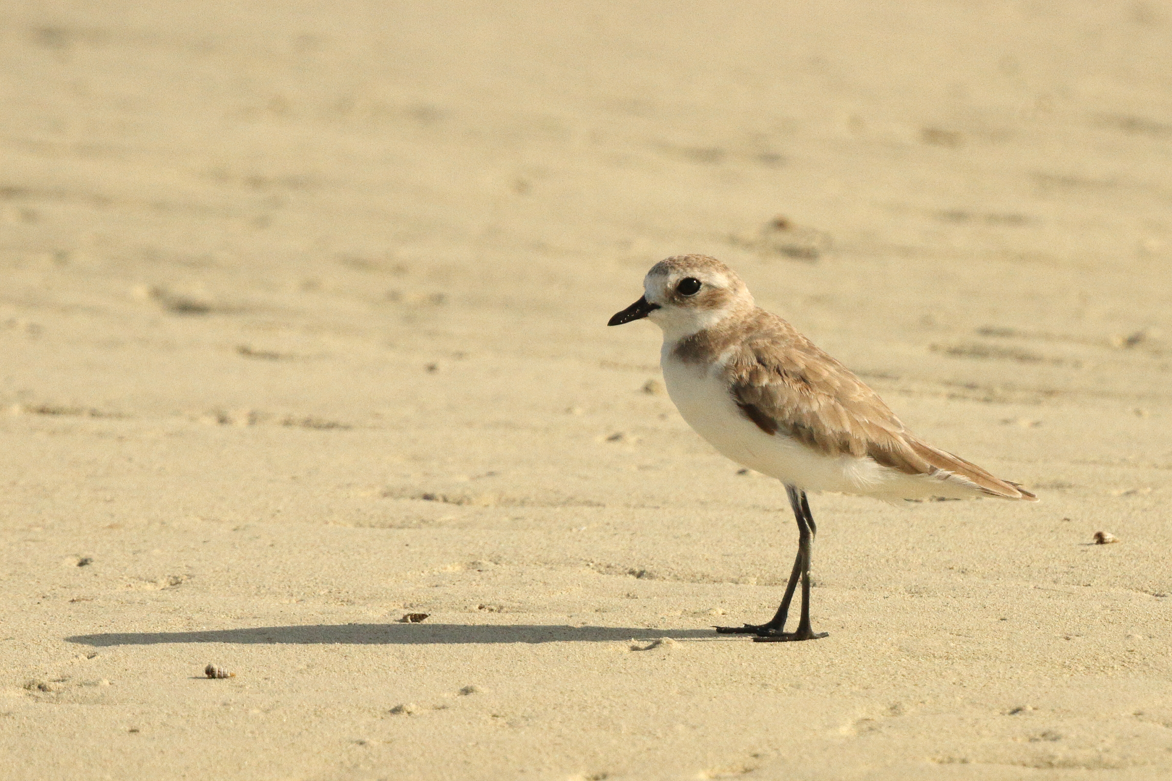 Lesser Sandplover. Qatar, 25 June 2014 © Neil G. Morris.