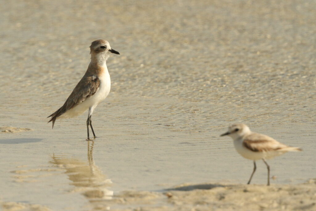 Lesser Sandplover. Qatar, 25 June 2014 © Neil G. Morris.