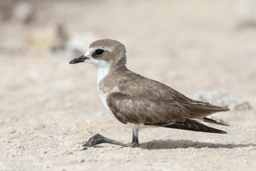 Lesser Sandplover. Qatar, 31 March 2015 © Neil G. Morris.