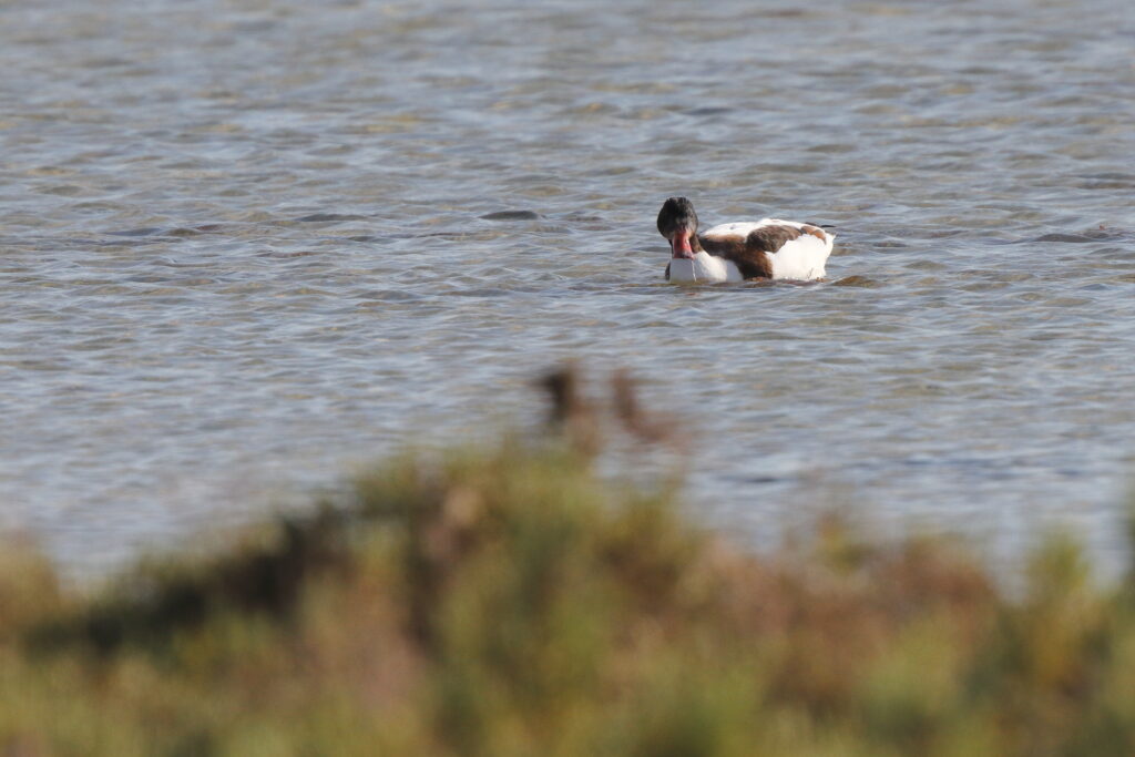 Common Shelduck. Qatar, 24 November 2013 © Neil G. Morris.