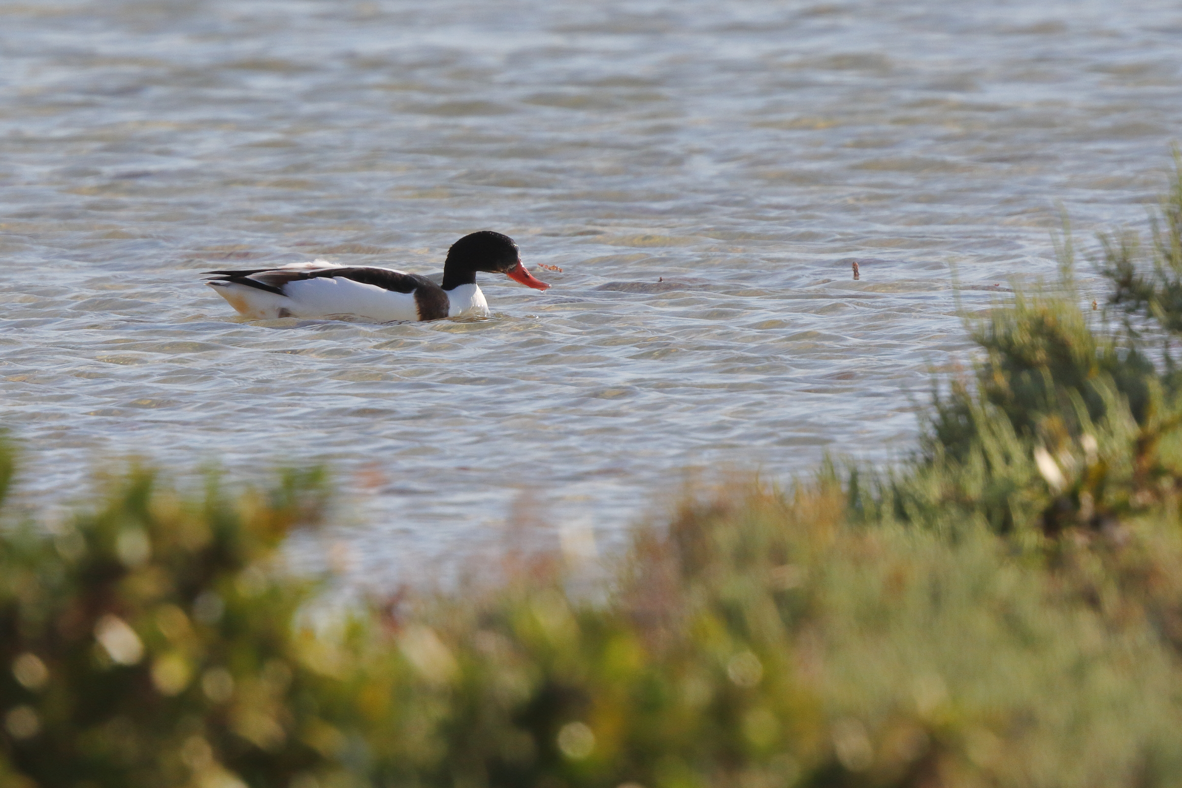 Common Shelduck. Qatar, 24 November 2013 © Neil G. Morris.