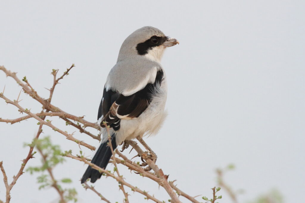 'Arabian' Grey Shrike. Qatar, 07 October 2012 © Neil G. Morris.
