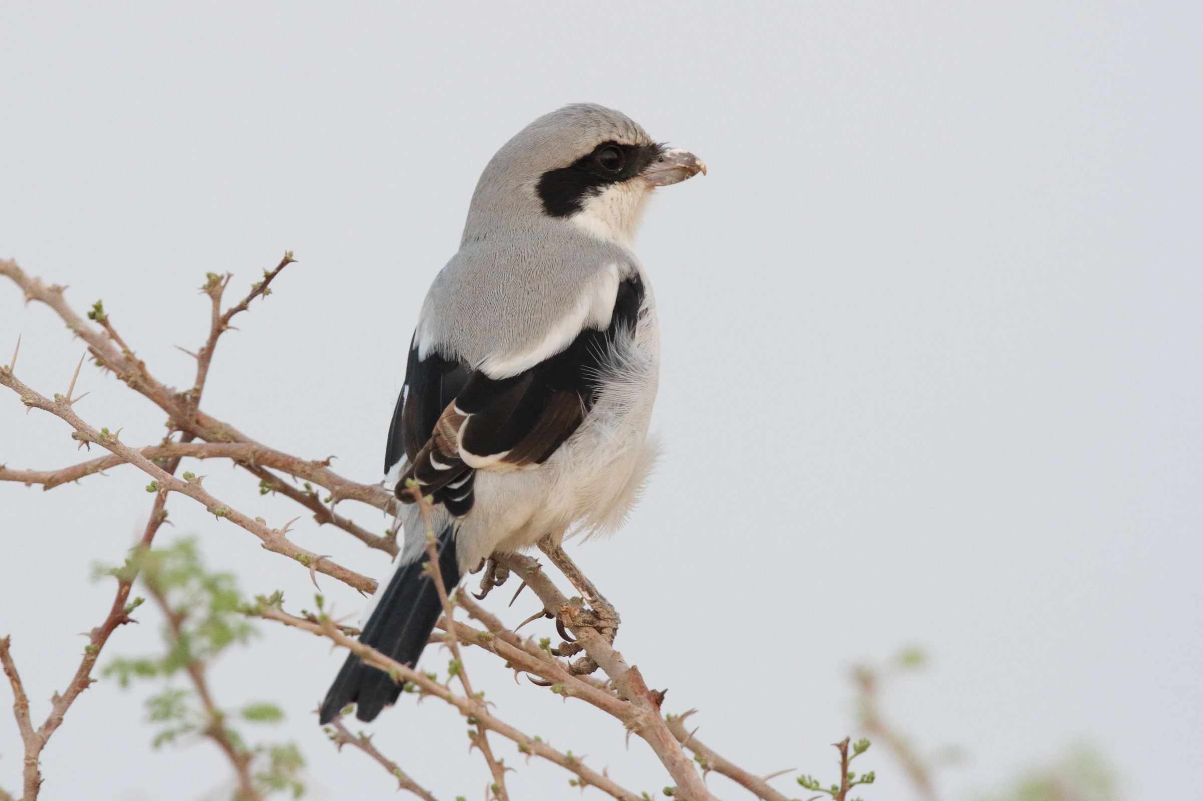 'Arabian' Grey Shrike. Qatar, 07 October 2012 © Neil G. Morris.