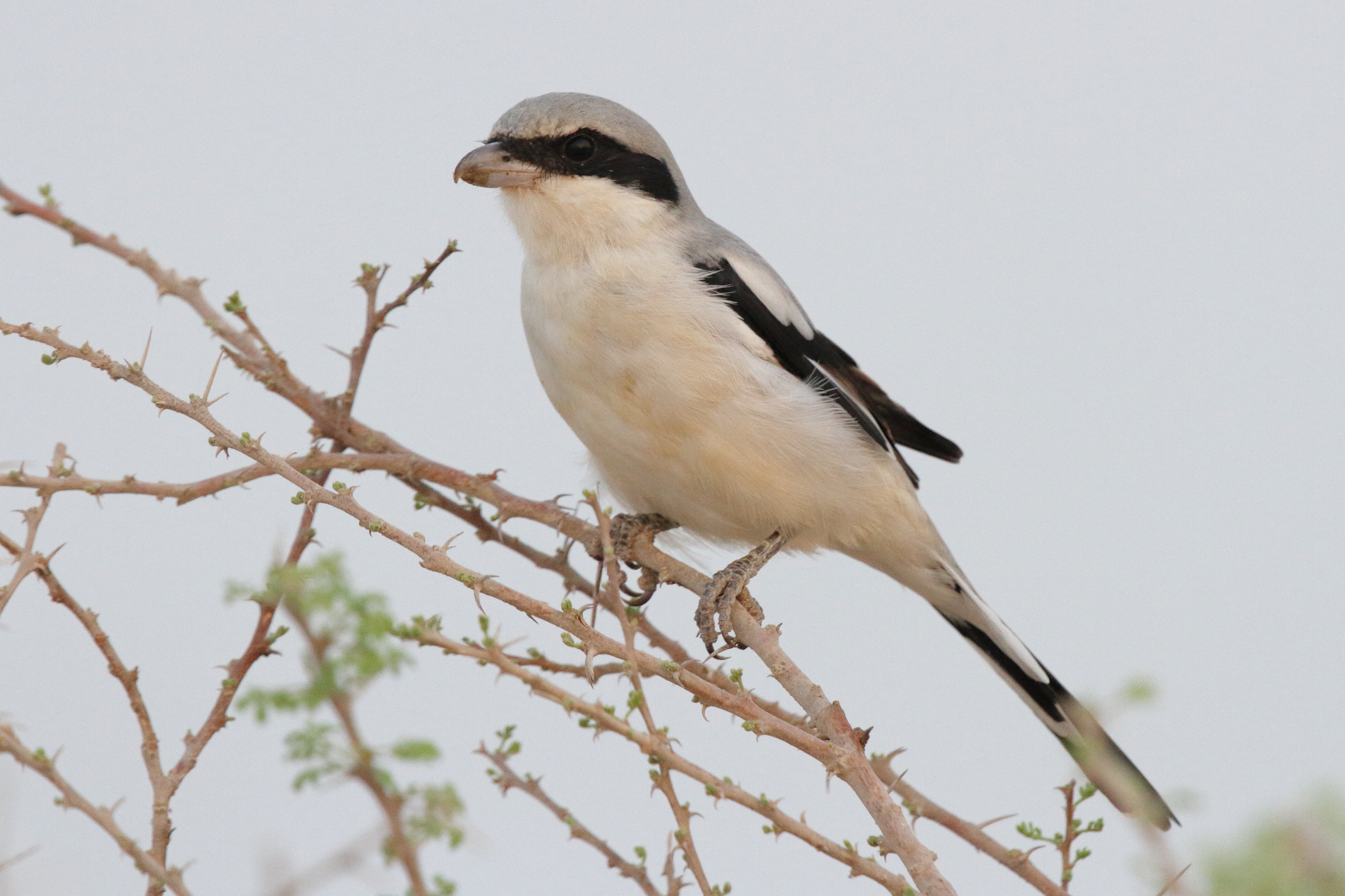 'Arabian' Grey Shrike. Qatar, 07 October 2012 © Neil G. Morris.