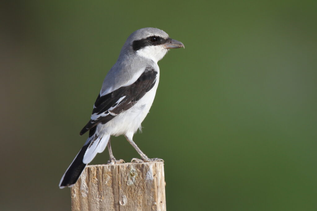 'Arabian' Grey Shrike. Qatar, 16 October 2012 © Neil G. Morris.