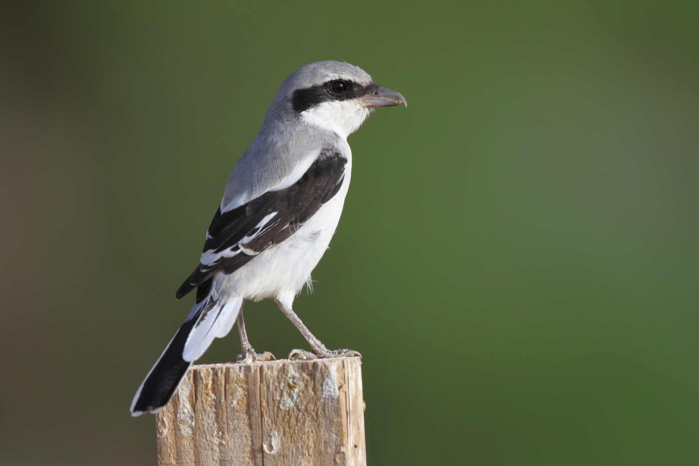 'Arabian' Grey Shrike. Qatar, 16 October 2012 © Neil G. Morris.