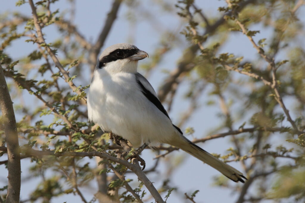 'Arabian' Grey Shrike. Qatar, 12 November 2012 © Neil G. Morris.