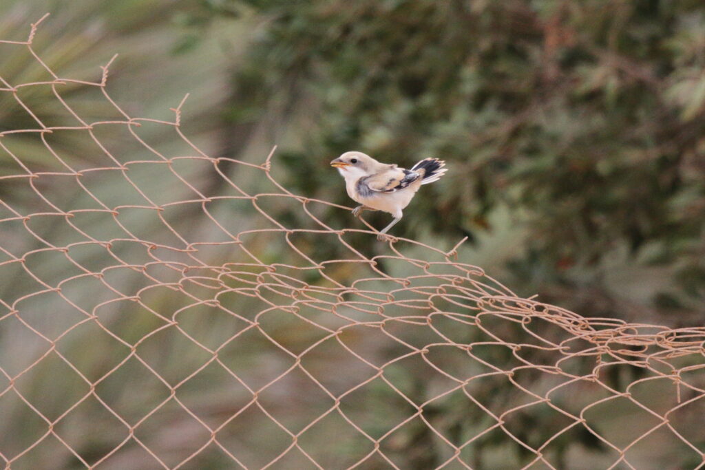 'Arabian' Grey Shrike. Qatar, 18 February 2013 © Neil G. Morris.