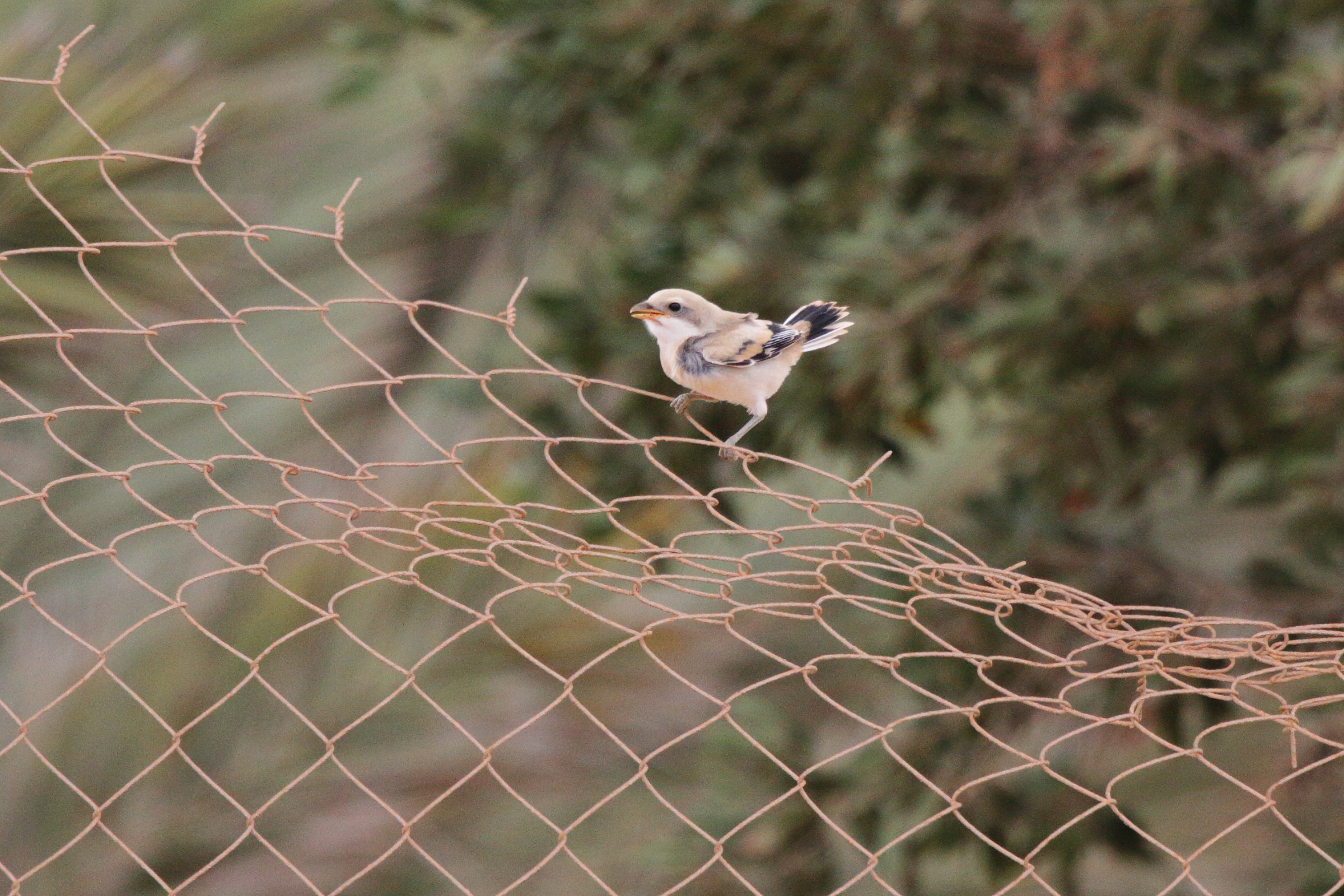 'Arabian' Grey Shrike. Qatar, 18 February 2013 © Neil G. Morris.