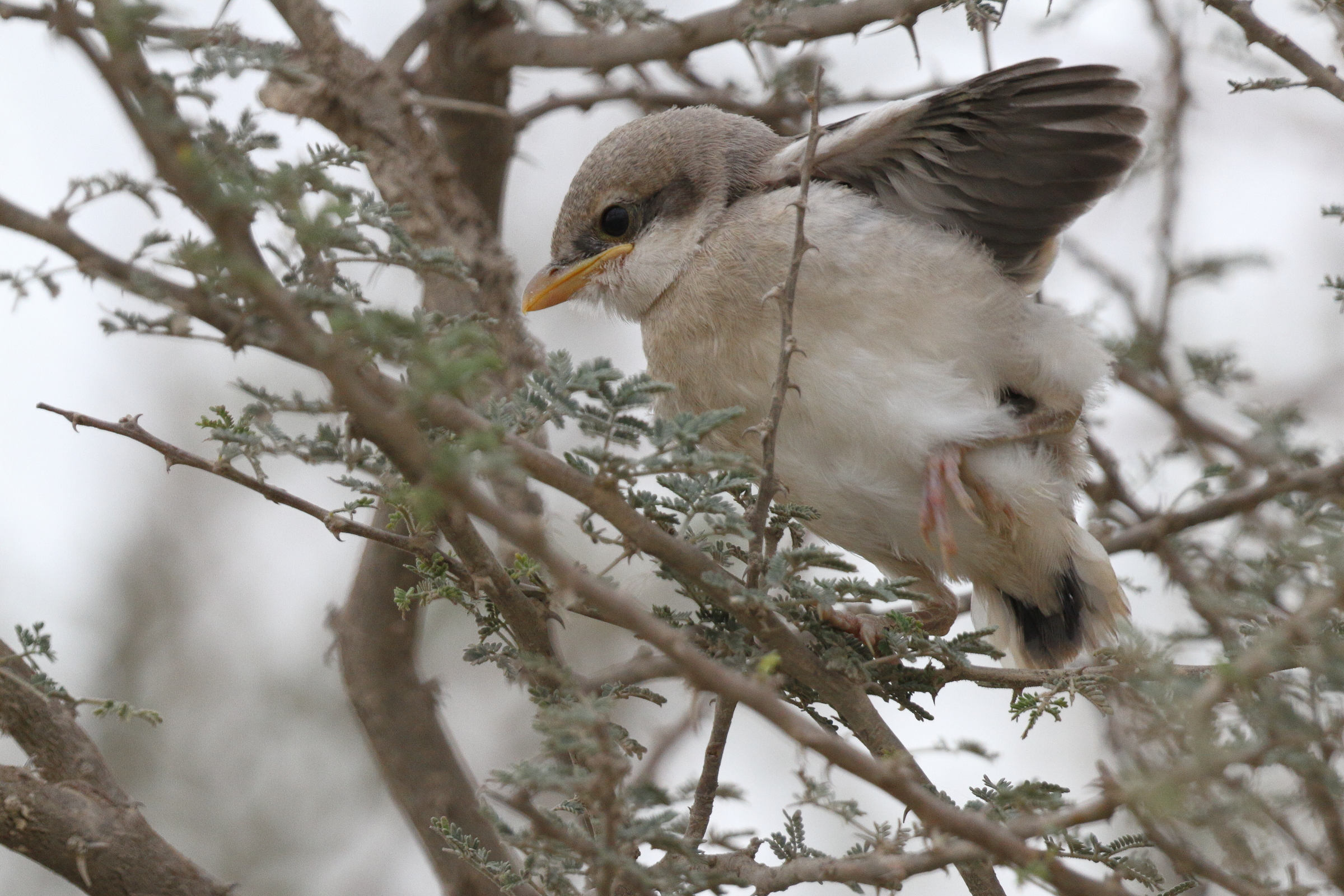 'Arabian' Grey Shrike. Qatar, 25 March 2013 © Neil G. Morris.