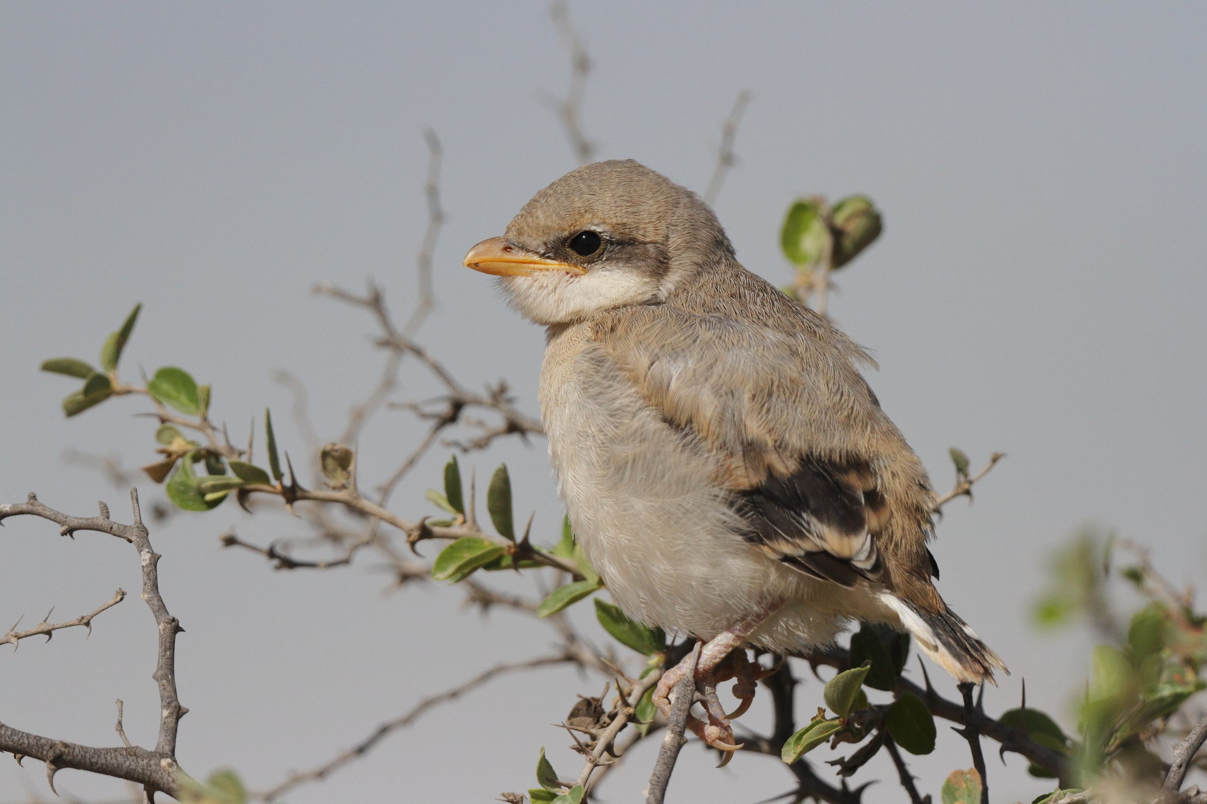 'Arabian' Grey Shrike. Qatar, 27 March 2013 © Neil G. Morris.