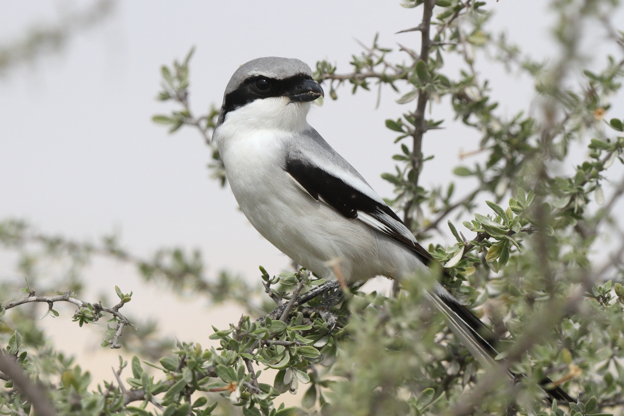 'Arabian' Grey Shrike. Qatar, 24 January 2014 © Neil G. Morris.