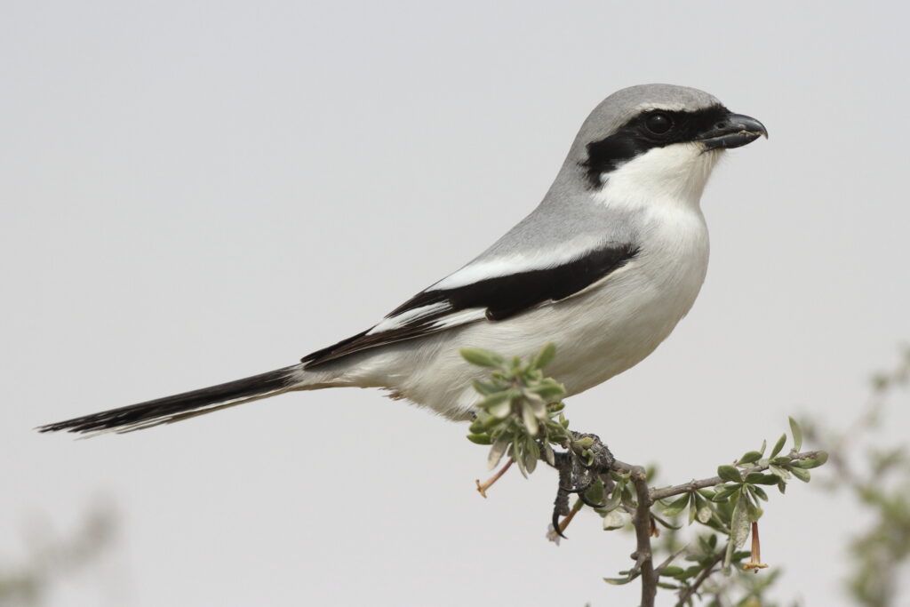 'Arabian' Grey Shrike. Qatar, 24 January 2014 © Neil G. Morris.