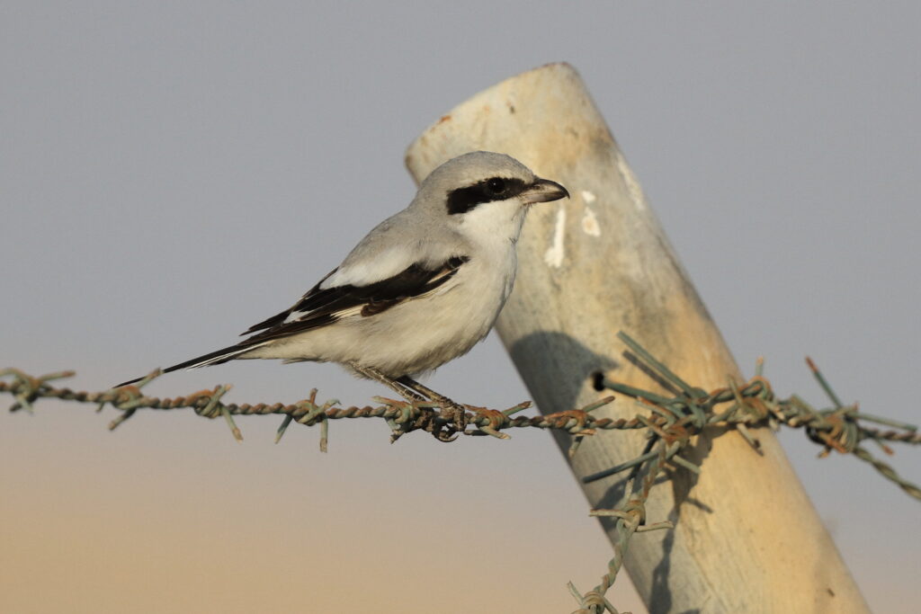 'Arabian' Grey Shrike. Qatar, 23 February 2014 © Neil G. Morris.