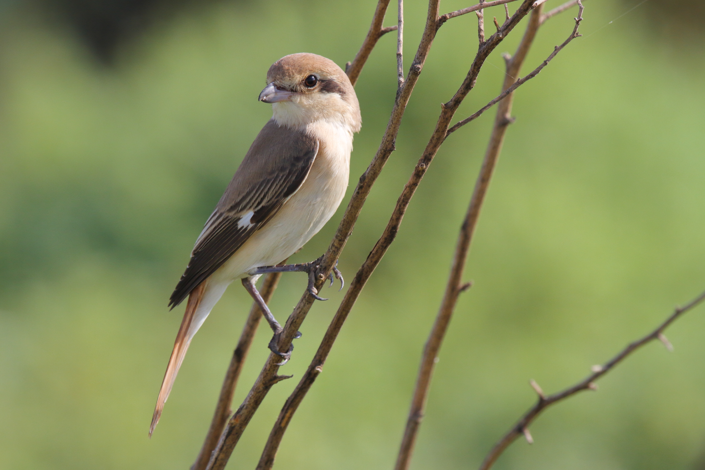 Daurian Shrike. Qatar, 05 October 2012 © Neil G. Morris.