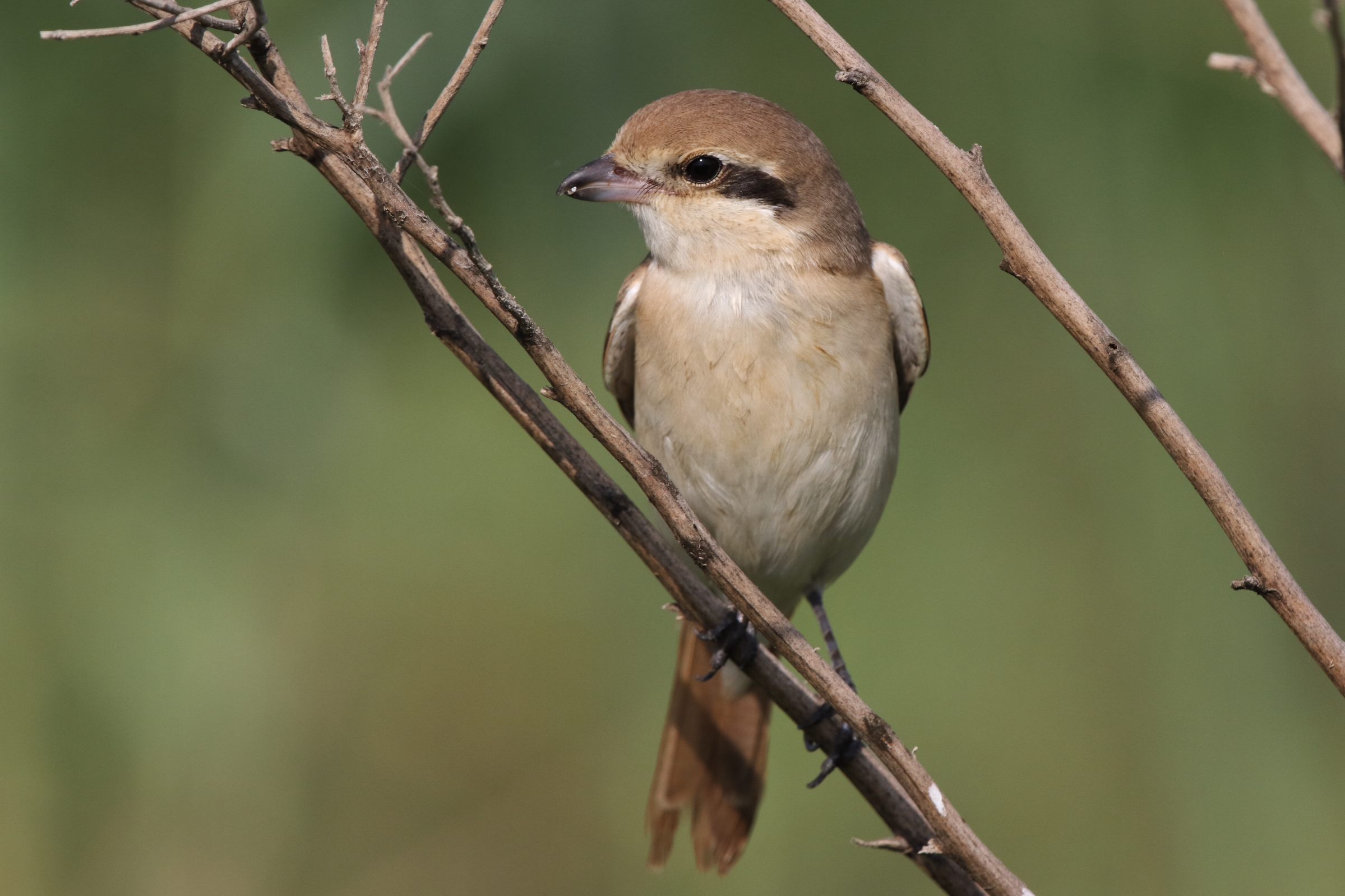 Daurian Shrike. Qatar, 05 October 2012 © Neil G. Morris.