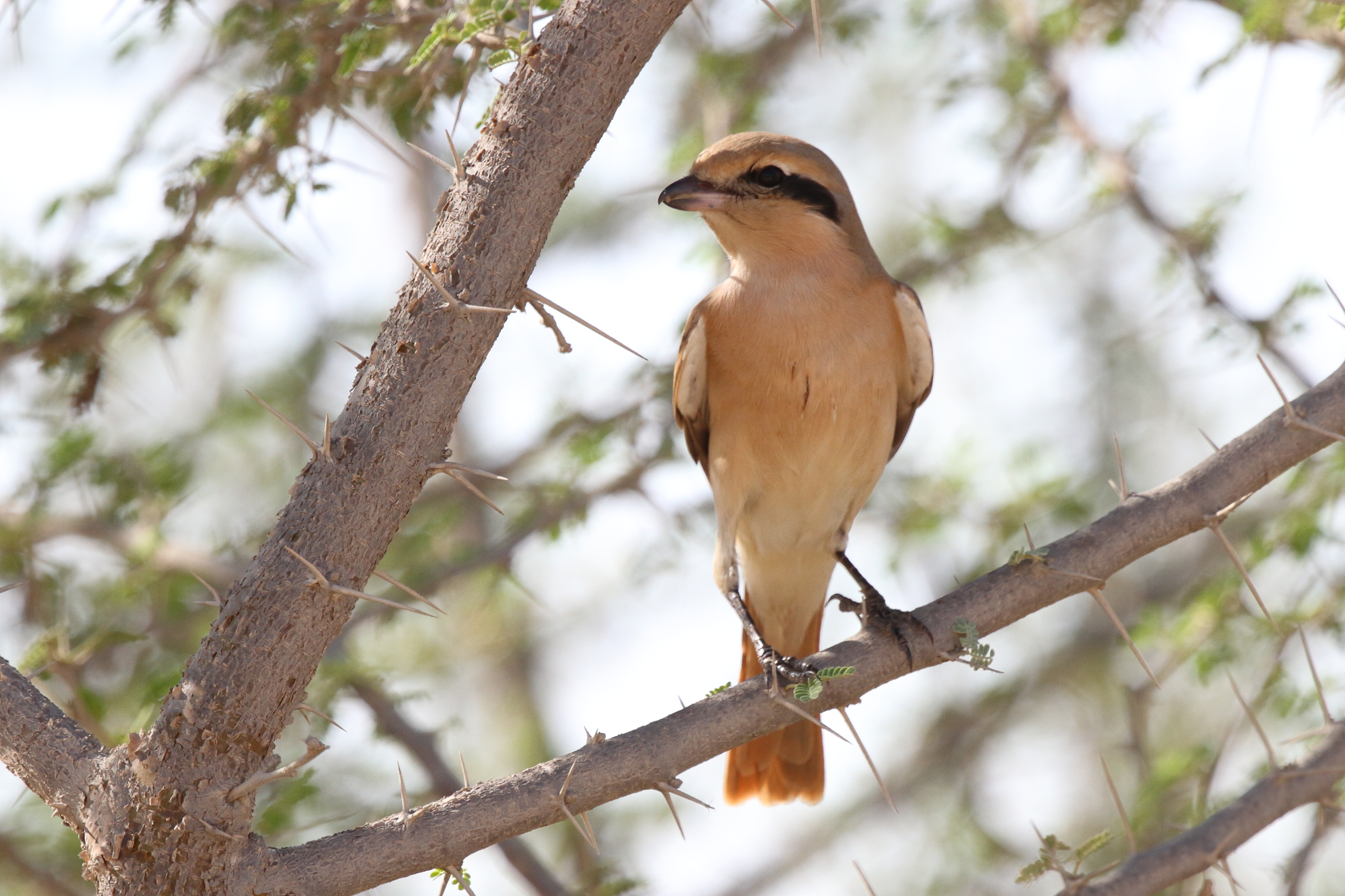 Daurian Shrike. Qatar, 12 October 2012 © Neil G. Morris.