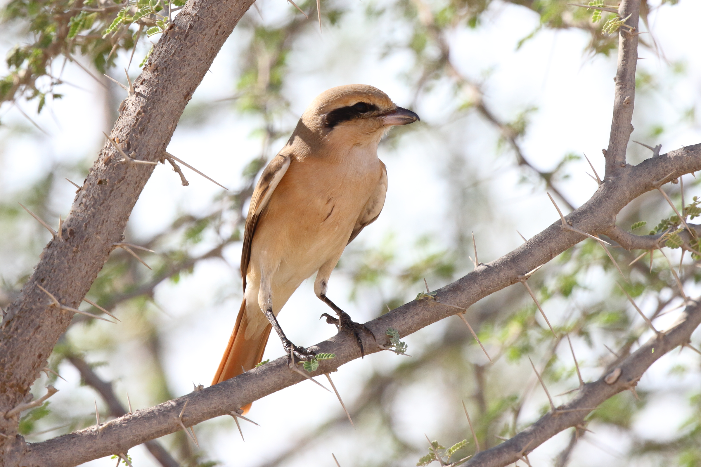 Daurian Shrike. Qatar, 12 October 2012 © Neil G. Morris.