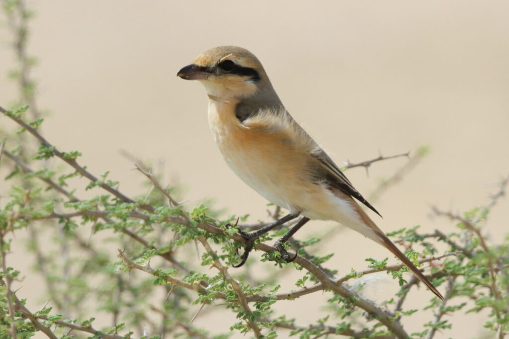 Daurian Shrike. Qatar, 21 October 2012 © Neil G. Morris.