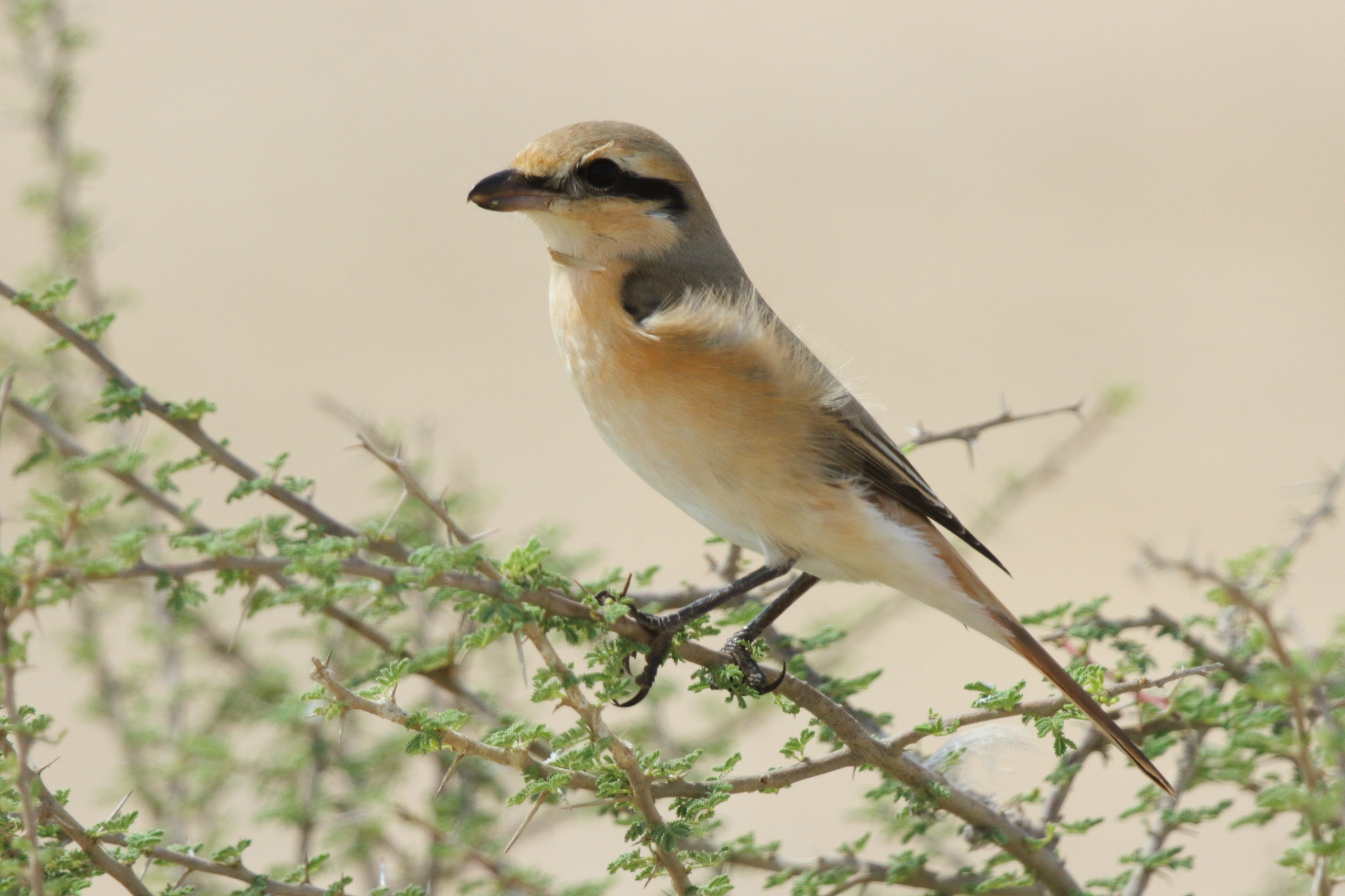 Daurian Shrike. Qatar, 21 October 2012 © Neil G. Morris.
