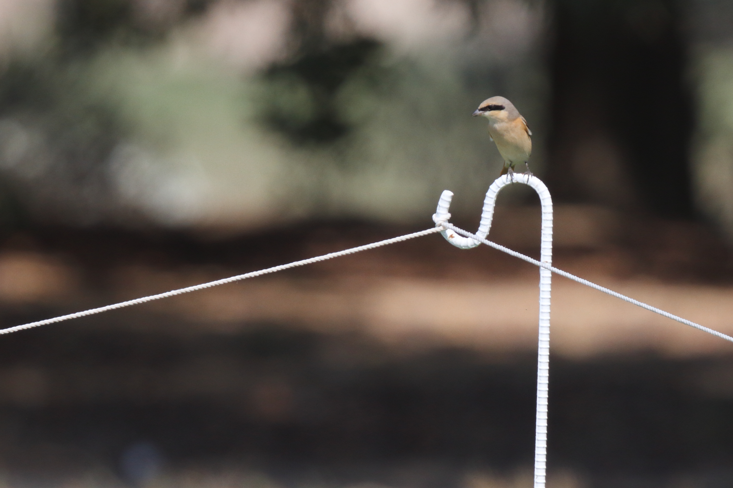 Daurian Shrike. Qatar, 06 November 2012 © Neil G. Morris.