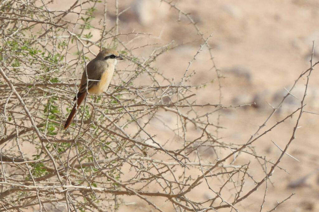 Daurian Shrike. Qatar, 04 January 2013 © Neil G. Morris.