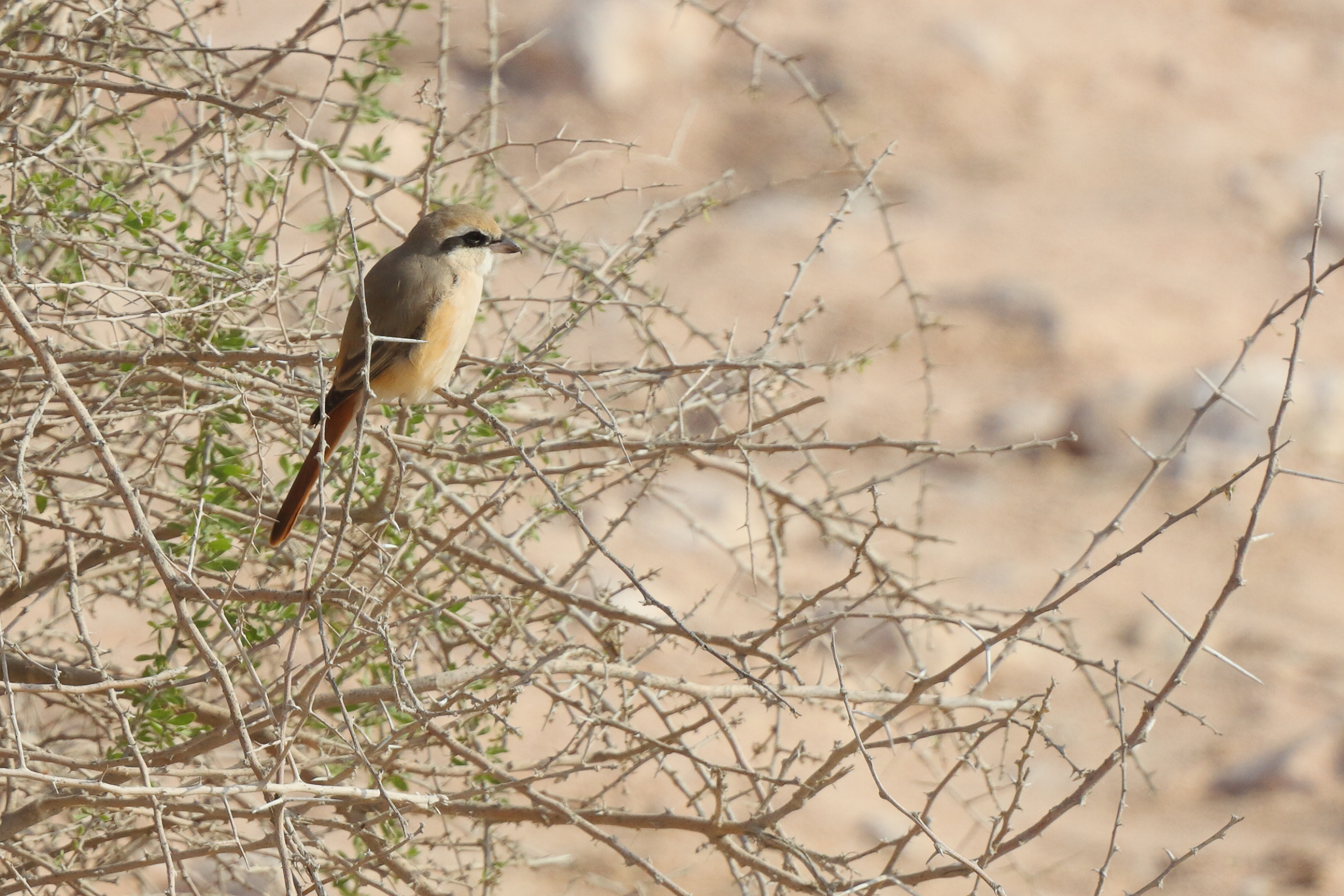 Daurian Shrike. Qatar, 04 January 2013 © Neil G. Morris.