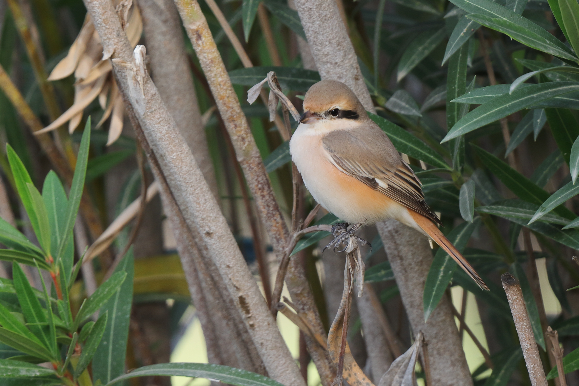 Daurian Shrike. Qatar, 11 January 2013 © Neil G. Morris.