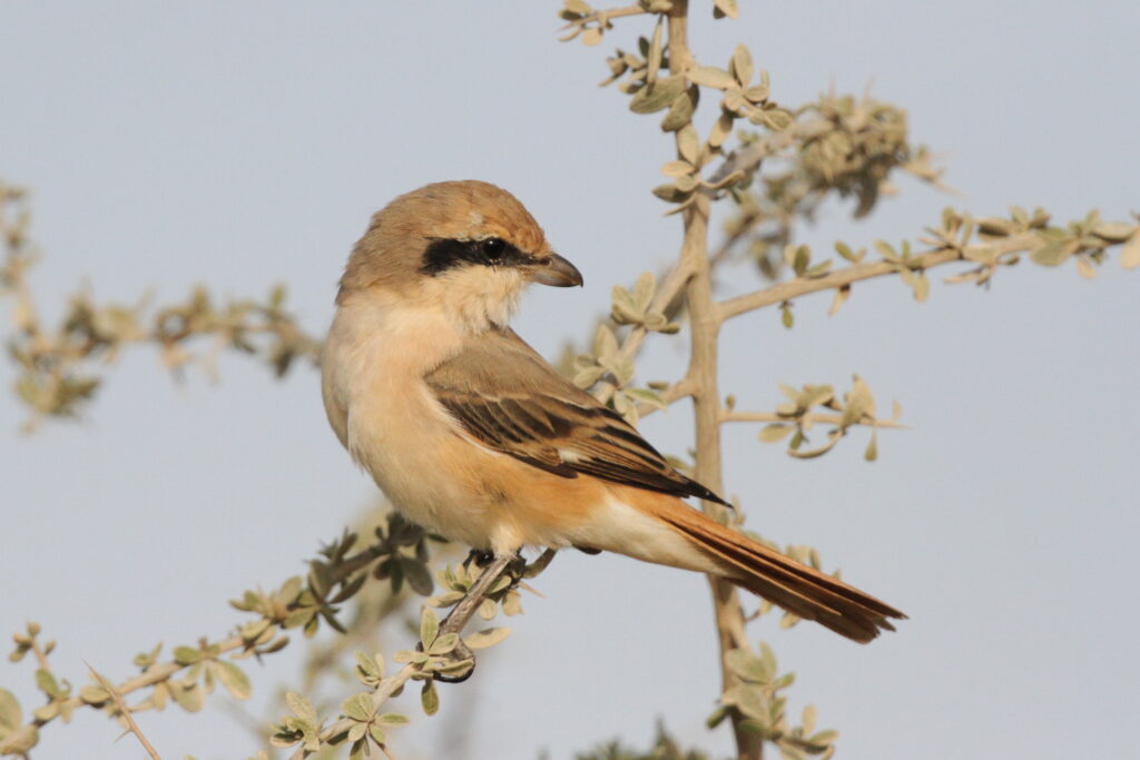 Daurian Shrike. Qatar, 03 March 2013 © Neil G. Morris.