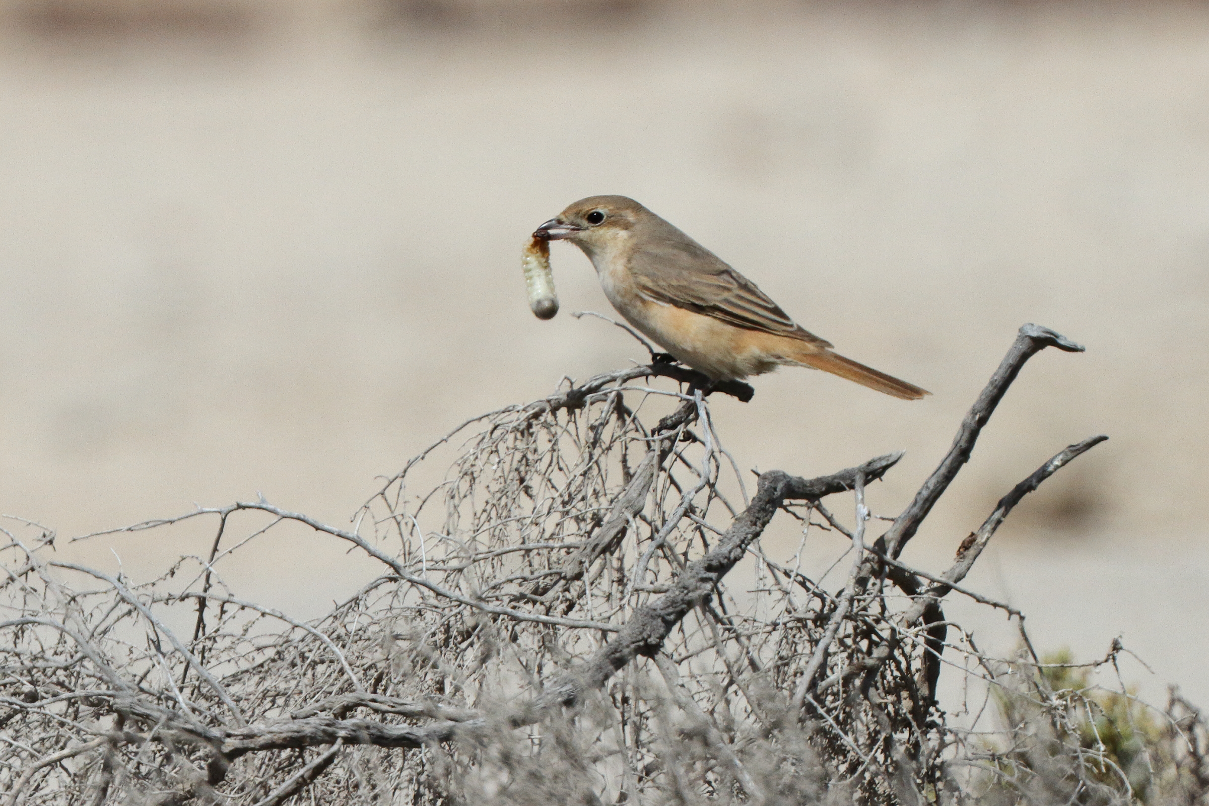 Daurian Shrike. Qatar, 13 March 2013 © Neil G. Morris.