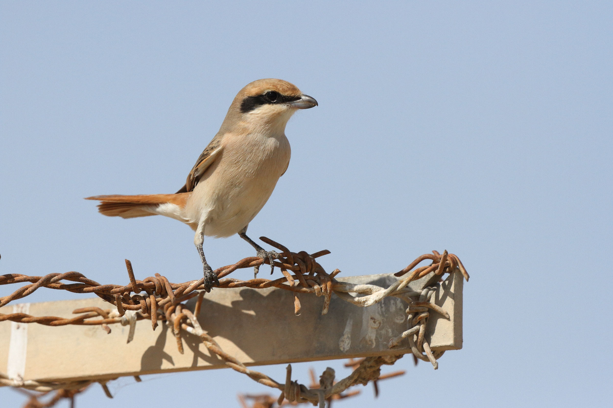 Daurian Shrike. Qatar, 17 March 2013 © Neil G. Morris.