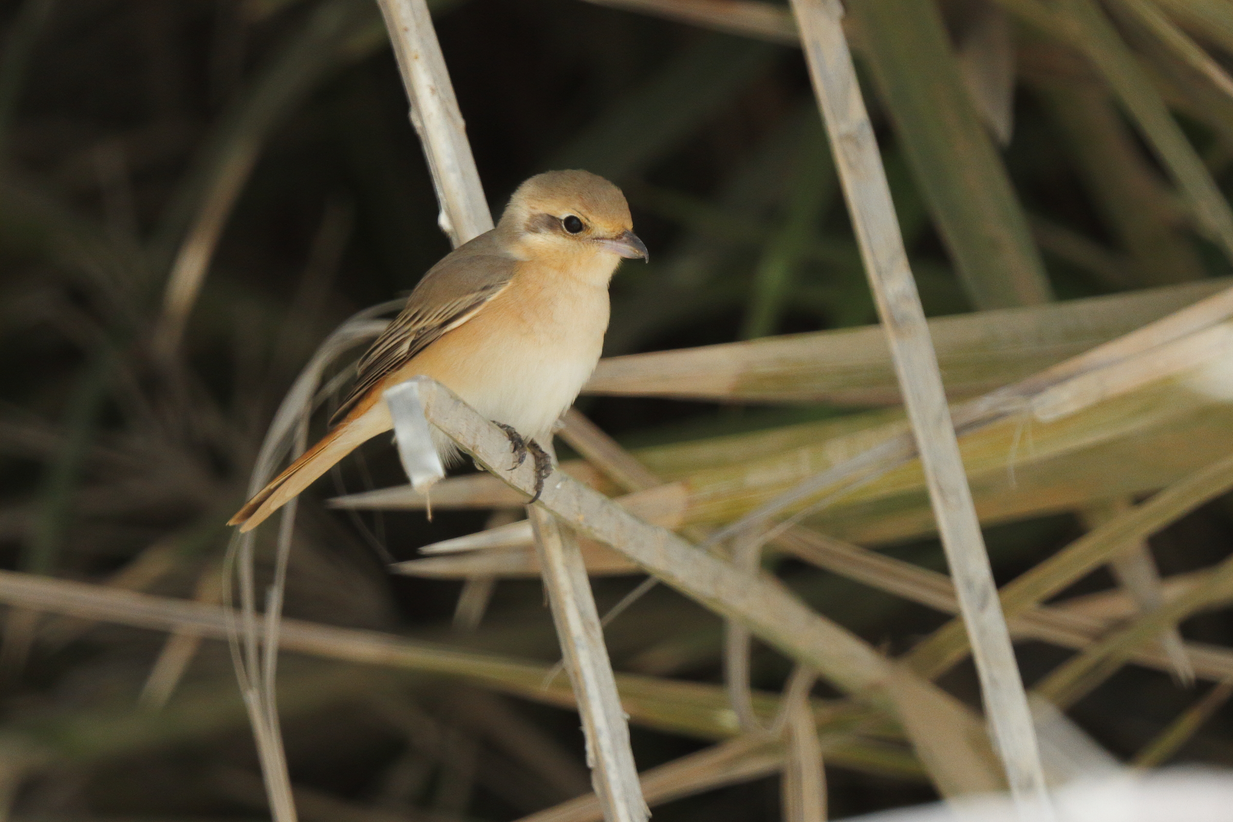 Daurian Shrike. Qatar, 18 March 2013 © Neil G. Morris.