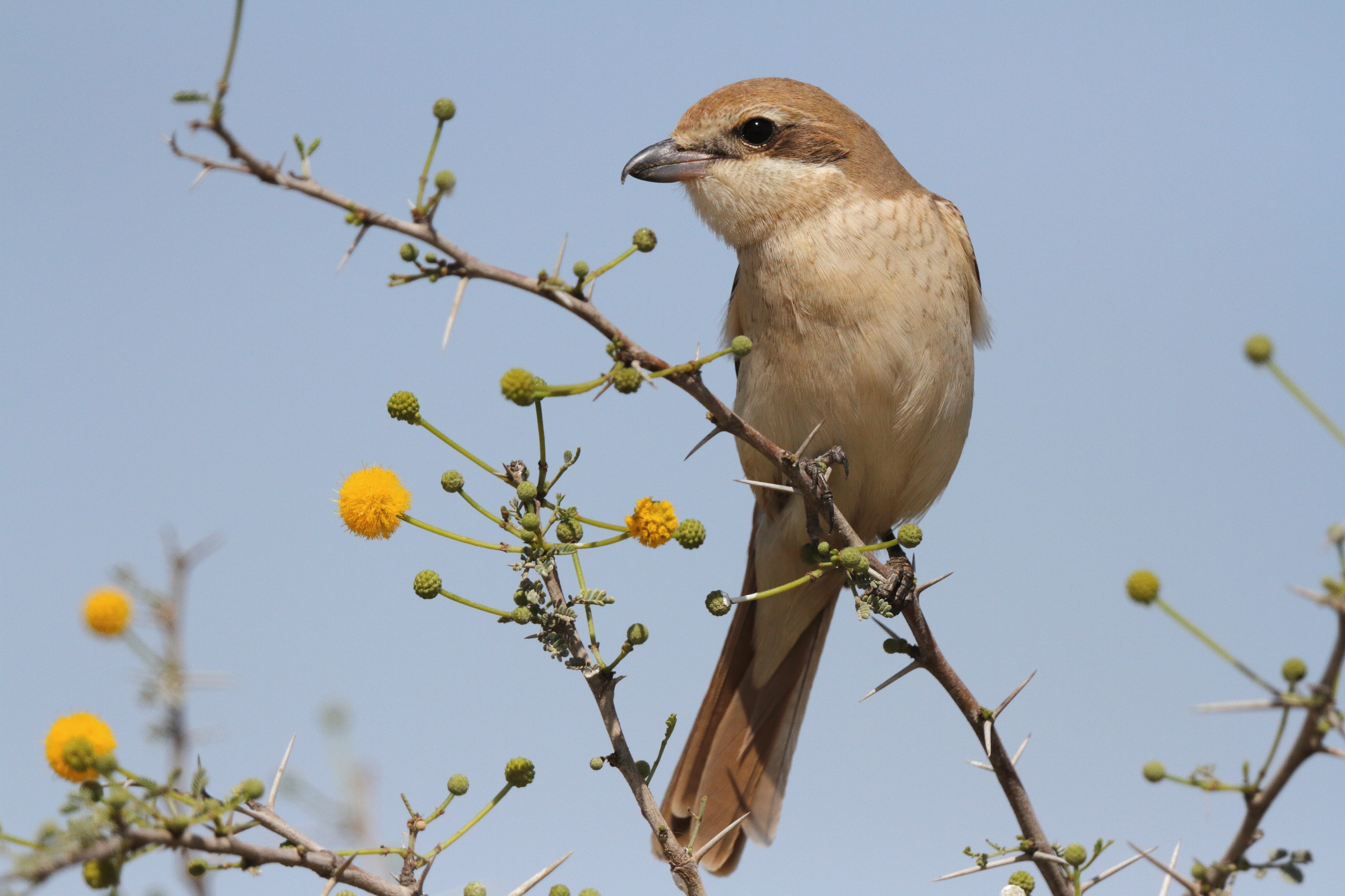 Daurian Shrike. Qatar, 27 March 2013 © Neil G. Morris.