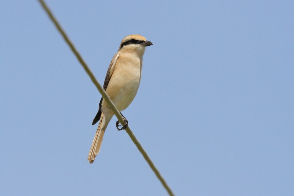 Daurian Shrike. Qatar, 27 March 2013 © Neil G. Morris.